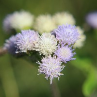 Ageratum conyzoides L.